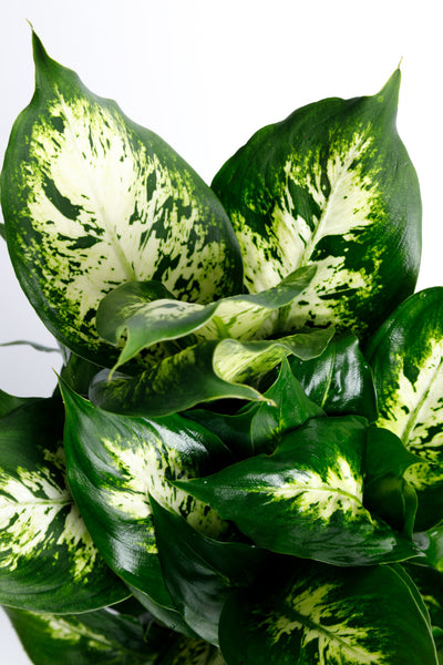 dieffenbachia houseplants Dumb Cane Dieffenbachia
