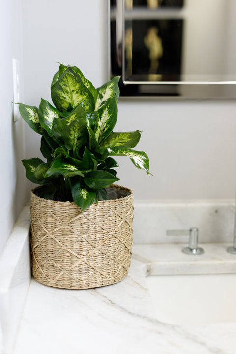 dieffenbachia size indoor Dumb Cane Dieffenbachia – Pike Nursery