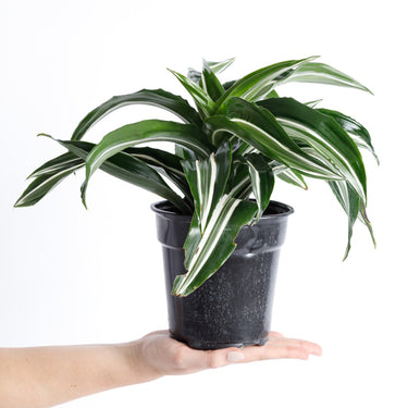 Jade Jewel Dracaena