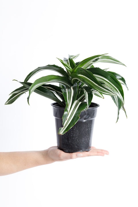 dragon jade plant Jade Jewel Dracaena