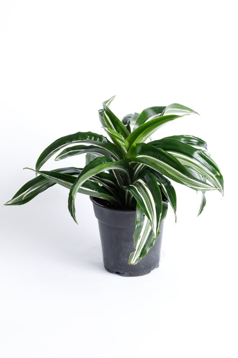 dragon jade plant care Jade Jewel Dracaena