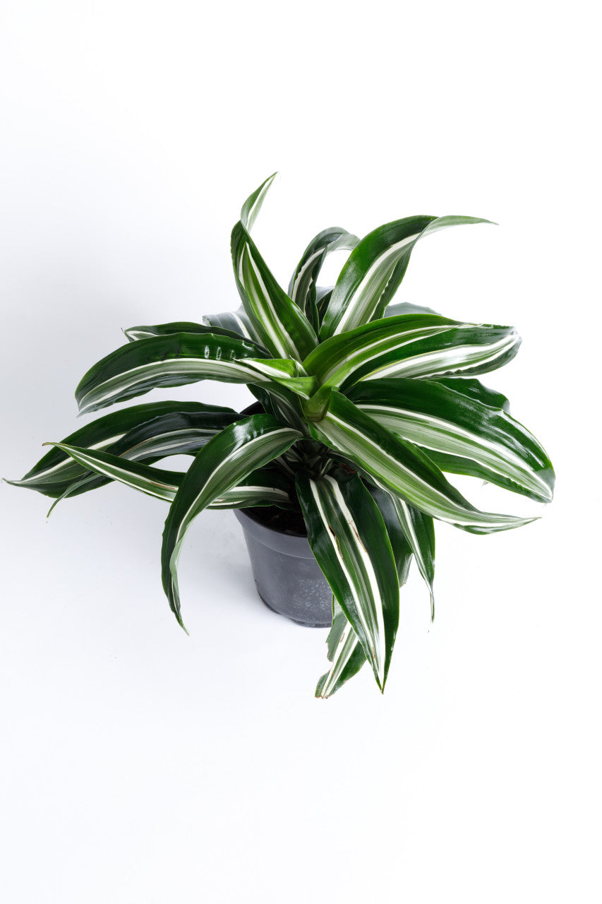 Jade Jewel Dracaena