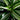 Jade Jewel Dracaena