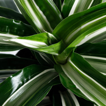 Jade Jewel Dracaena