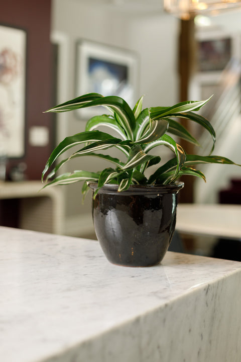 jewel plant indoor Jade Jewel Dracaena – Pike Nursery