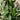 La Bomba II Hot Pepper