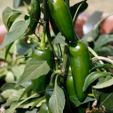 La Bomba II Hot Pepper