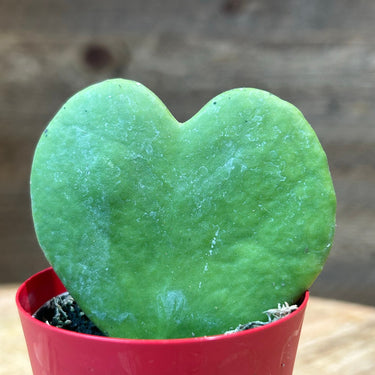 Sweetheart Wax Plant
