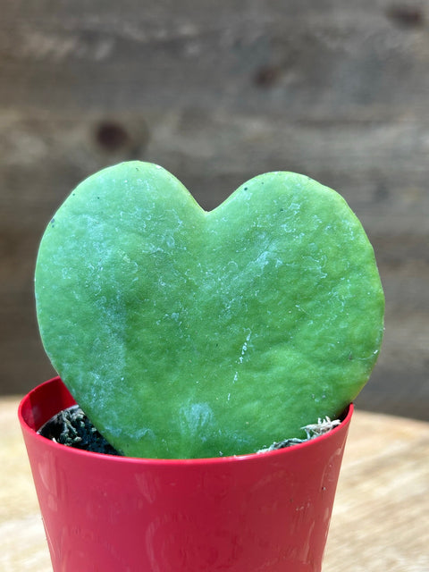 Sweetheart Wax Plant