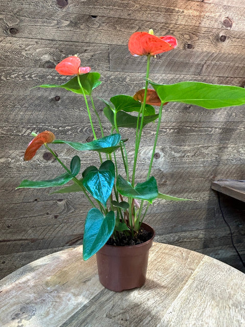 anthurium seedlings Anthurium 6 inch
