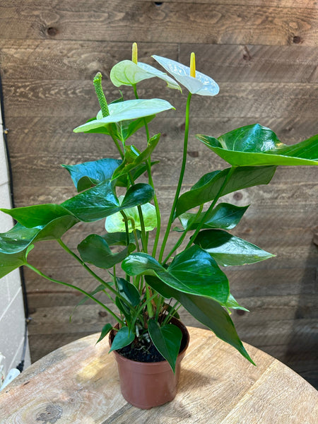 anthurium fleur blanche White Heart Anthurium