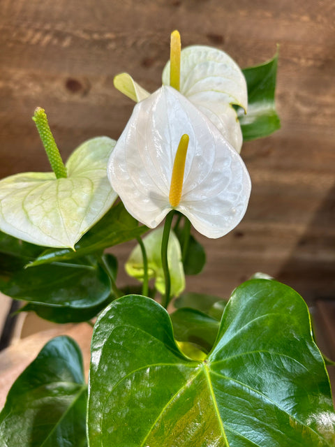 anthurium blanca White Heart Anthurium