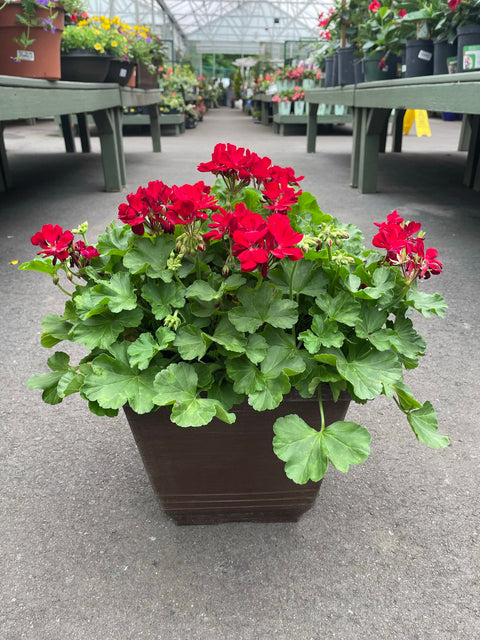 Geranium Patio Pot - 13 inch