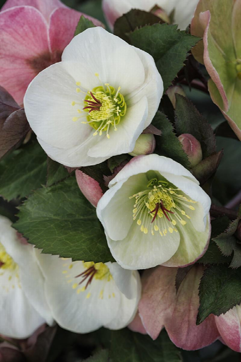 Ice N' Roses® Bianco Hellebore - Monrovia – Pike Nursery