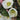 Ice N' Roses® Bianco Hellebore - Monrovia