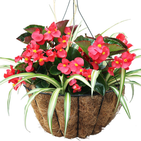 14" Blooming Hanging Coco Basket