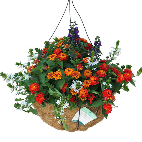 14" Blooming Hanging Coco Basket