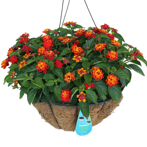 14" Blooming Hanging Coco Basket