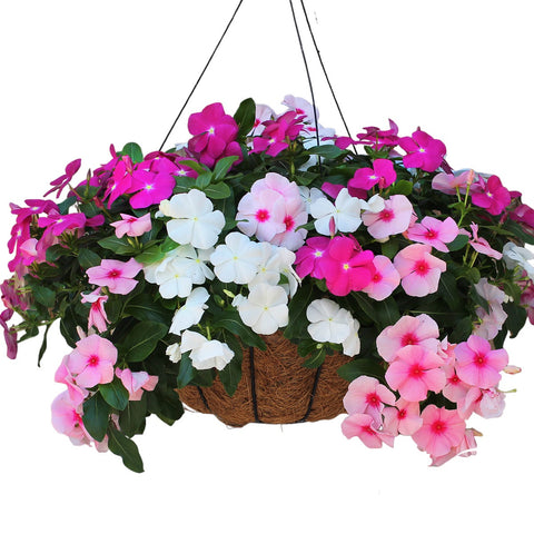14" Blooming Hanging Coco Basket
