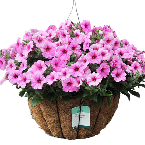 14" Blooming Hanging Coco Basket