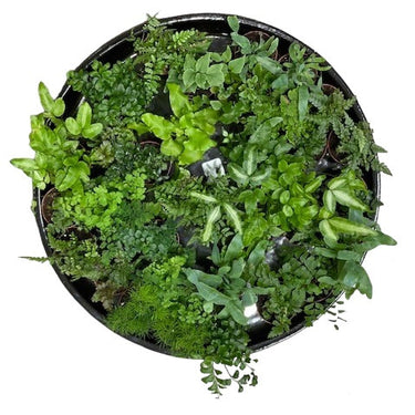 Ittie Bittie 2" Assorted Ferns