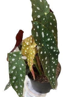 Maculata Begonia