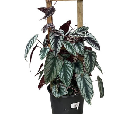 Begonia Cissus Discolor