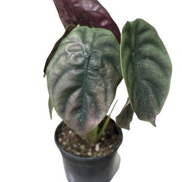 Alocasia Red Secret