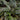 Peacock Plant