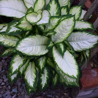 Camille Dieffenbachia (Dumb Cane)