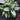 Camille Dieffenbachia