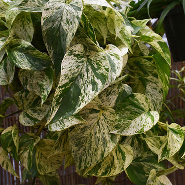 Marble Queen Pothos