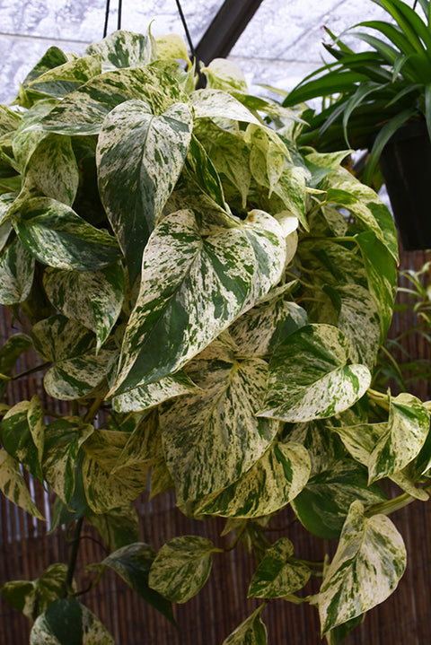 marble pothos for sale Marble Queen Pothos – Pike Nursery