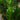 ZZ Plant