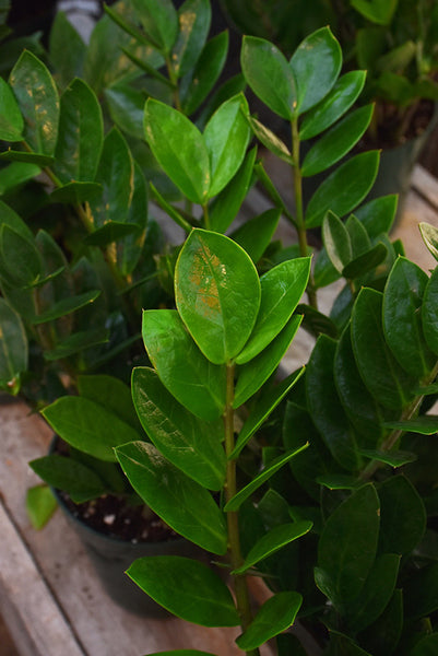 ZZ Plant – Pike Nursery