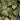 Mosaic Plant