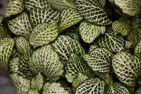 mosaic succulent Mosaic Plant