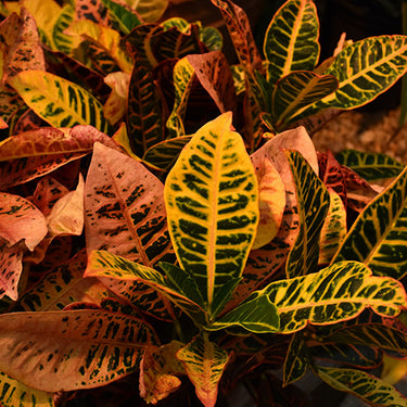 Petra Variegated Croton