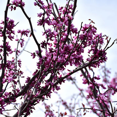 Merlot Redbud