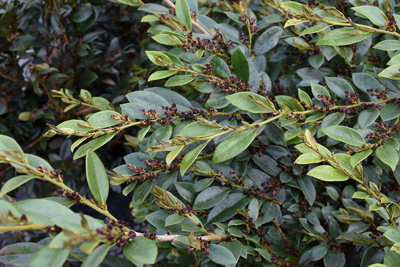 Emerald Heights Evergreen Distylium – Pike Nursery