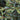 Emerald Heights Evergreen Distylium