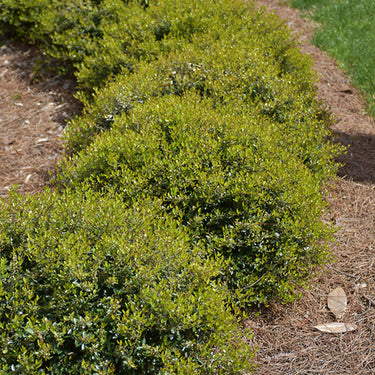 Schilling's Dwarf Yaupon Holly