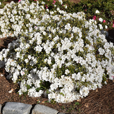 Encore® Autumn Starlite Azalea