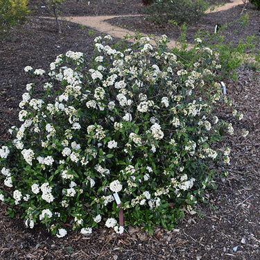 Pearlific™ Viburnum