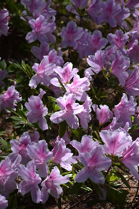 Pike Nursery George Lindley Taber Azalea - Thumbnail 2
