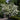 Chinese Snowball Viburnum