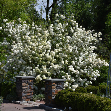 Chinese Snowball Viburnum