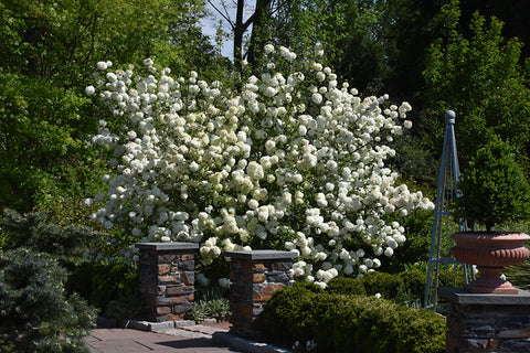 deciduous shrubs for sun flowering