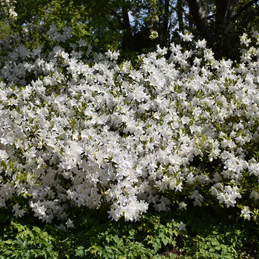 Mrs G.G. Gerbing Azalea