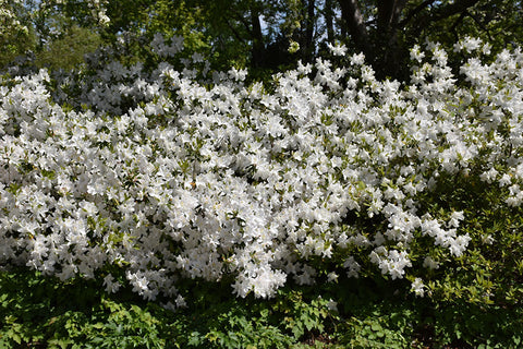 Mrs G.G. Gerbing Azalea